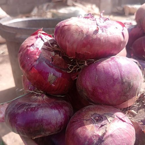 Onion